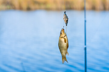 Fish on a hook. Fishing hobby and leisure. Silent hunting