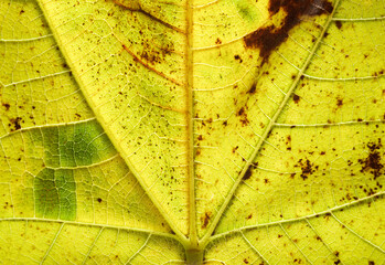 Autumn concept view