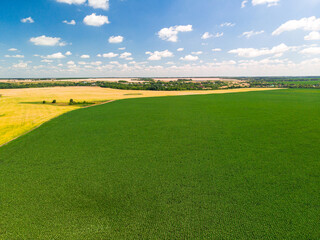Top view of corn and sunflower fields in Russia