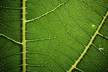 Leaf close up