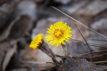 Flowers in the spring