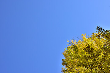 秋色の仙台市北三番町公園　いちょう