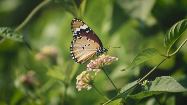 a beautiful butterfly is collecting honey