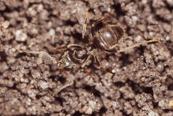 Ant crawling on the ground.