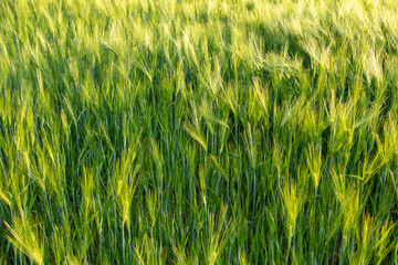 Green ears of wheat at sunset.