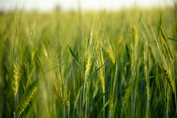 Green ears of wheat at sunset.