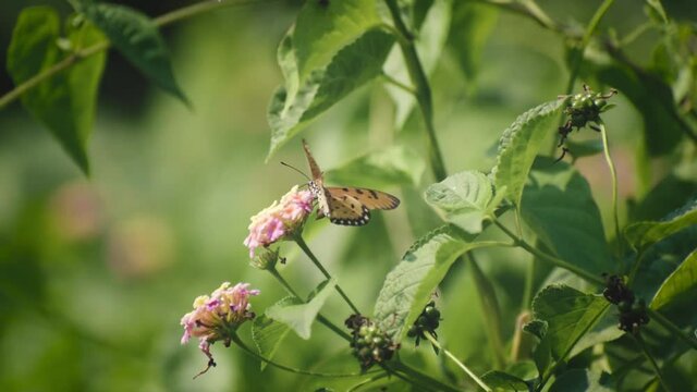 a beautiful butterfly is collecting honey
