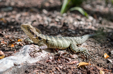 Lizard camouflaged in the forest
