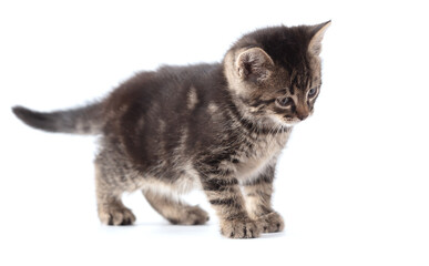 Kitten isolated on a white background.