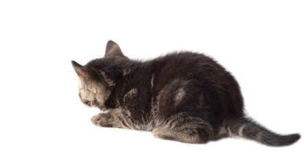 Kitten isolated on a white background.