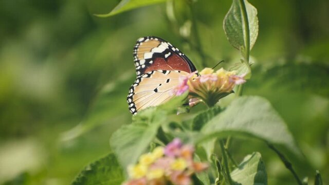 a beautiful butterfly is collecting honey