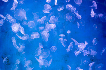 abstract jellyfish glow in light background