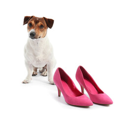 Funny naughty dog with shoes on white background