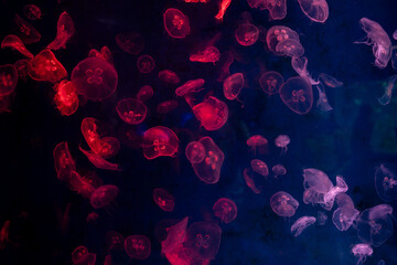 abstract jellyfish glow in light background