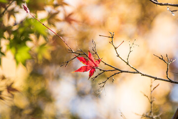 ふんわり優しい光に包まれる紅葉したもみじ