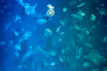 Fototapeta premium abstract jellyfish glow in light background