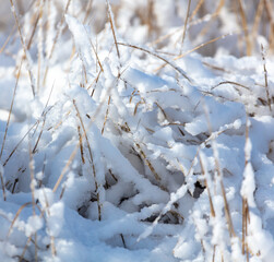 Snow on dry grass. Nature