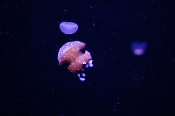 Naklejka na ściany i meble small jellyfish glowing in space