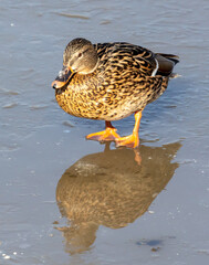 Duck on ice in winter.
