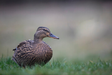 Canard colvert Anas platyrhynchos