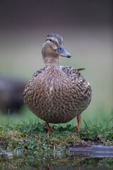 Canard colvert Anas platyrhynchos