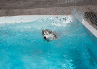 A young Siberian Husky female dog jumped into a swimming pool. Her fur is grey and white, and her eyes are closed. There is a lot of splashing water around her. A grey tile is in the background.