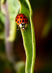 Close-up of a ladybug on a green leaf.