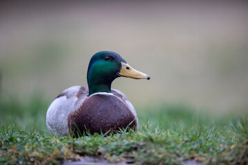 Canard colvert Anas platyrhynchos