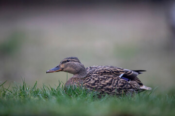 Canard colvert Anas platyrhynchos