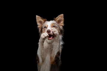 dog smiling .border collie funny portrait. Charming pet in studio on black background. 