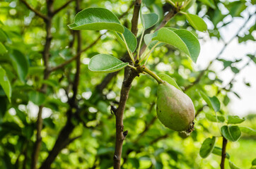 Ripe pear fruit hanging on a branch, Novi Sad, Serbia 