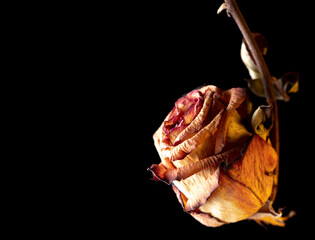 Dried rose isolated on black