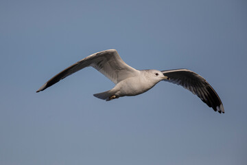 Goléand cendré Larus canus