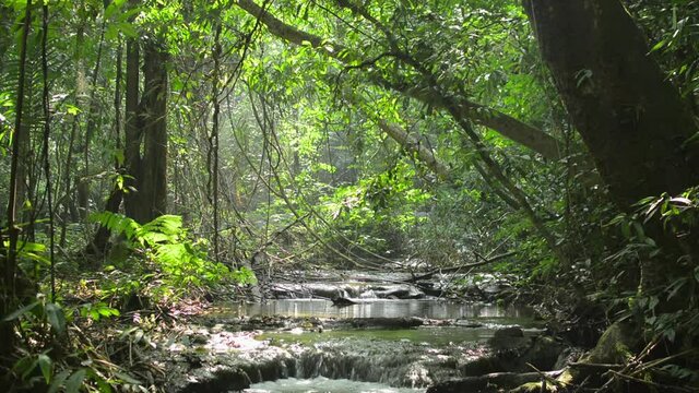 The brightness is decreased and increased by sunlight that shines down into the lush foliage plants with small stream flowing over the rocks in tropical forest. Mystery in nature. Thailand.