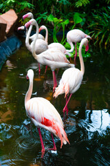 Flock of pink flamingos in the zoo pond