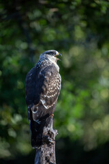 Bondrée apivore Pernis paivorus