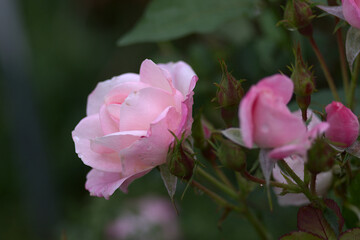 pink rose flower