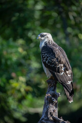 Bondrée apivore Pernis paivorus