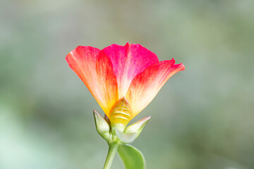 Beautiful colored flowers on gray background.