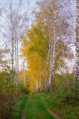 Fototapeta premium autumn in the woods