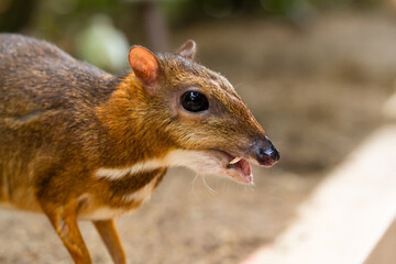 Kanchil is an amazing cute baby deer from the tropics. The mouse deer is one of the most unusual animals. Cloven-hoofed mouse