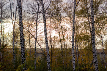 sunset in the forest