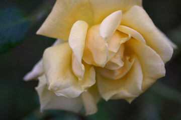 Fototapeta na wymiar yellow rose close up