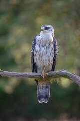 Bondrée apivore Pernis paivorus