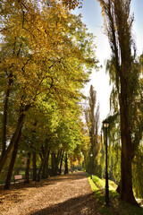 Naklejka premium Alleys and lamps in autumn, carpets of yellow, brown and red leaves.