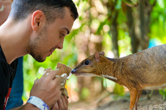 The guy feeds Kanchil from his hands at the zoo