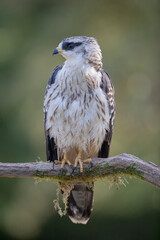 Bondrée apivore Pernis paivorus