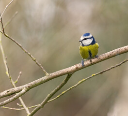 close up of blue tit on branch