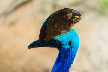 Cassowary close-up. Cassowary head. Big aggressive bird