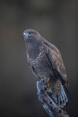 Buse variable Buteo buteo